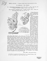 Elsinoe ampelina image